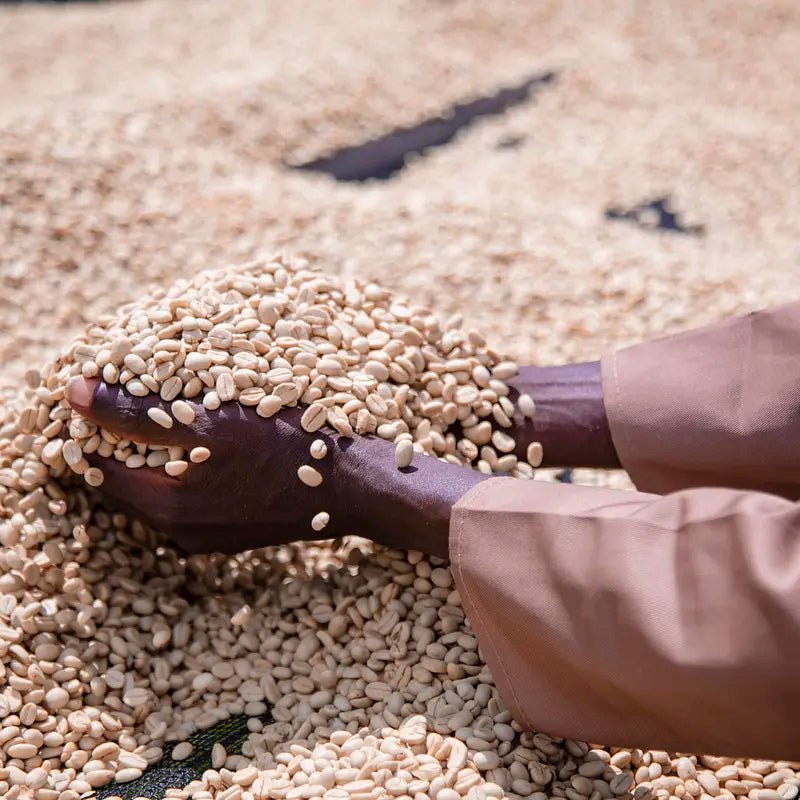 Women’s Crown - Rugori Experimental - Rwandan Light Roast Coffee