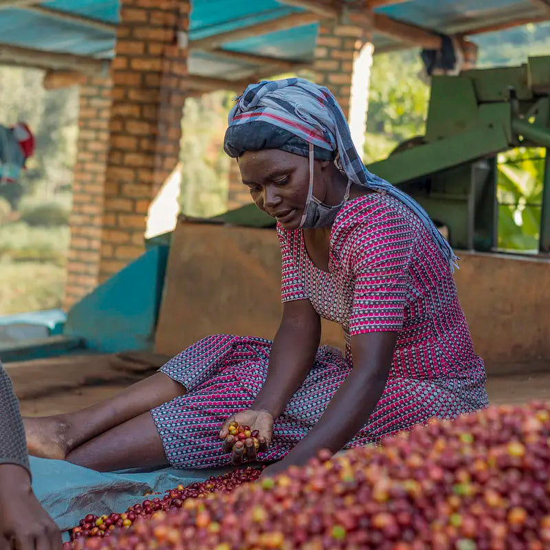 Women’s Crown - Rugori Experimental - Rwandan Light Roast Coffee