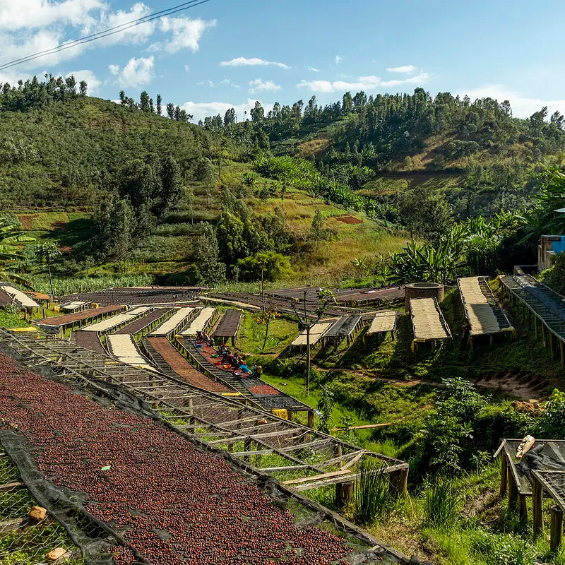 Women’s Crown - Rugori Experimental - Rwandan Light Roast Coffee